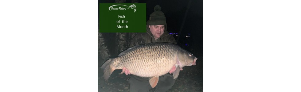 Fish of the Month November